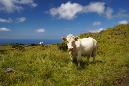 Two white cows graze on the green ecological meadow of the volcanic island of Picona Azoresの写真素材
