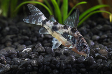 Peppered corydoras, Corydoras paleatus, freshwater fish swim in in planted aquarium.の写真素材
