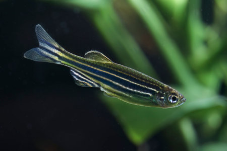Zebrafish (Danio rerio) in planted aquarium