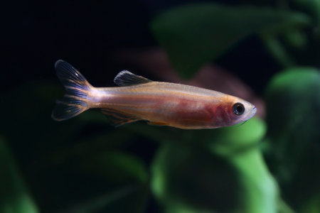 White Zebrafish (Danio rerio) in planted aquarium
