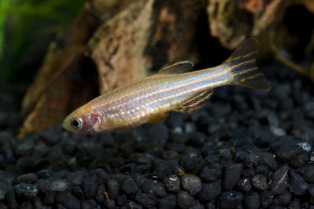 Zebrafish (Danio rerio) in planted tropical aquarium