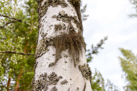 Birch grows hanging moss.の写真素材