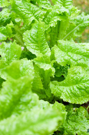 Fresh salad.の写真素材