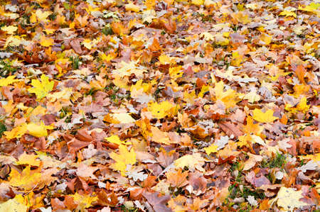 Maple and oak leafs in late autumn.の写真素材