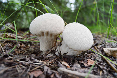 smoke mushrooms growing in the woods.の写真素材