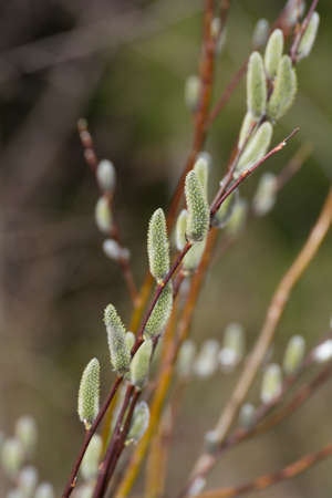 Willow blooms in spring.