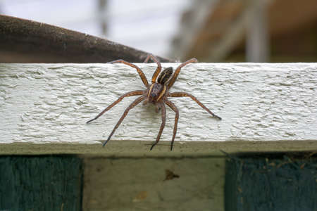 Raft spider on top of the patio railing.