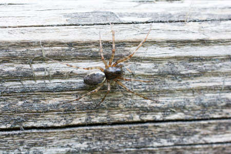 Spider Neriene montanaの写真素材