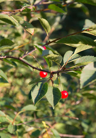 Cherry tree branch and cherries. Tree have fungal  disease. Cherry leaf spot.の写真素材
