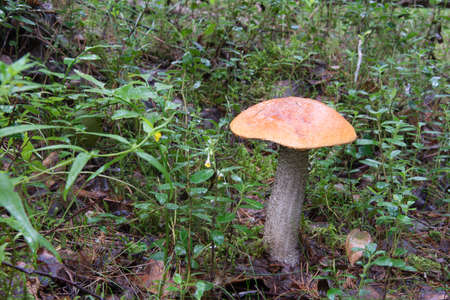 Orange birch bolete grow in the woods. Mildly toxic,should be frying or boiling 15-20 minutes before...