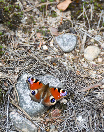 European peacock colorful butterfly resting on a stone.の写真素材