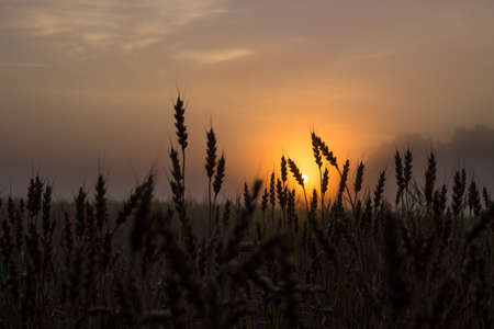 Early  foggy morning barley field. Sun is rising behind the field.の写真素材