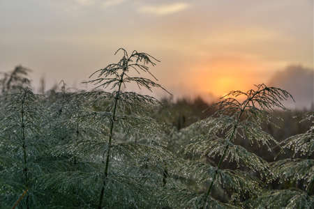 Wood horsetails with dew drops. Foggy field and sunrise backgrround.の写真素材