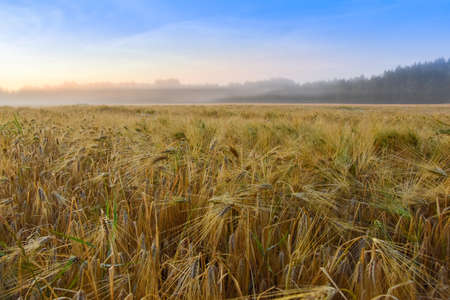 Barley field and sunrise.の写真素材