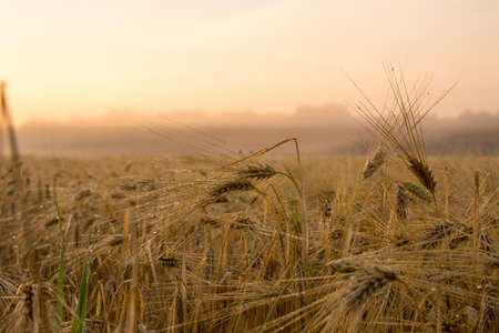 Barley field and foggy background.の写真素材