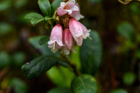 Lingonberry bloom.の写真素材