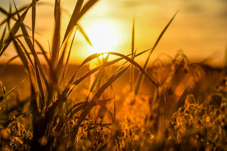 Sun is rising behind the field.の写真素材