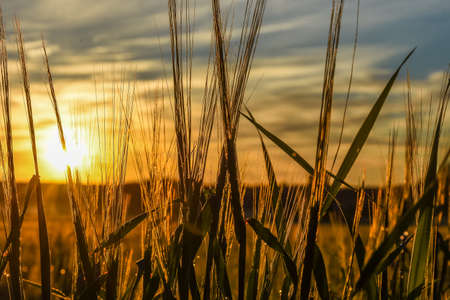 New dawn, field and sunrise. Finland summer morning sunrise.