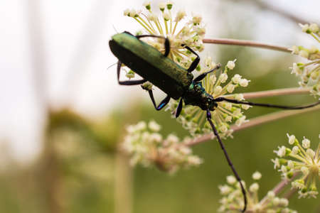 Musk beetle on top of tubular plant.の写真素材