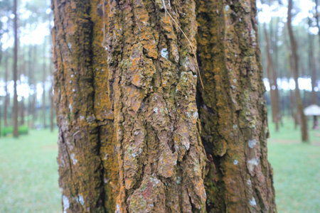 Close up of a pine tree trunk in a forest