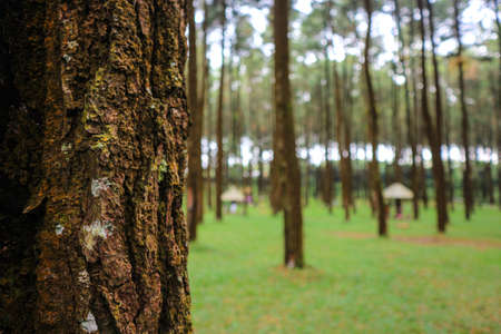 Pine trees in a pine forest in the morning. Selective focus.の写真素材