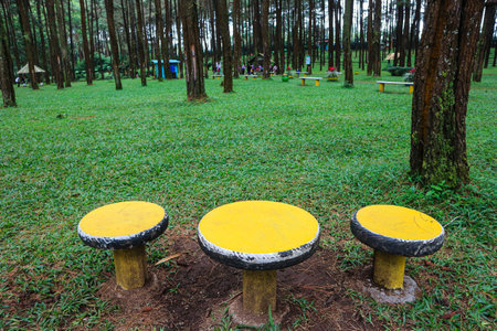 Three unique chairs on a pine forest background. Conceptual. Symbol of unique. nature.