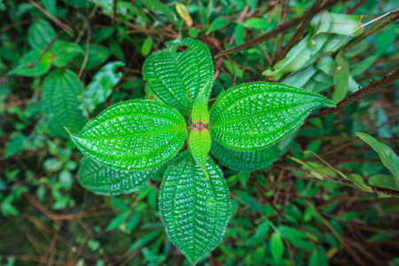 Close up of green leaf with water droplets on it. Nature backgroundの写真素材