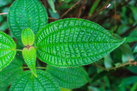 Green leaves background. Green leaves texture background. Green leaves texture.の写真素材
