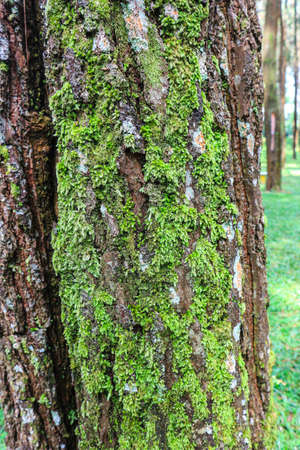 Green moss on the bark of a tree in the forest. Natural backgroundの写真素材