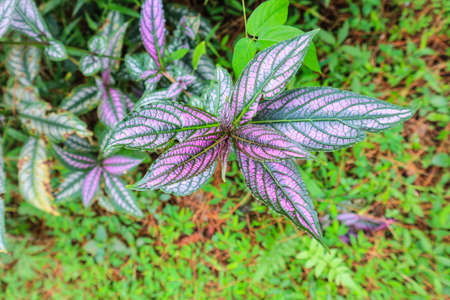 Leaves of Aglaonema variegata in the gardenの写真素材