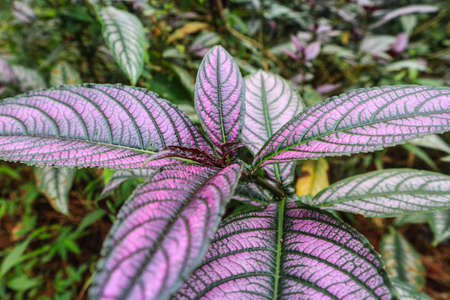 Purple and pink leaves of Aglaonema variegataの写真素材