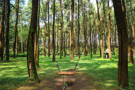 Swing in the pine forest at Mae Fah Luang, Chiang Rai, Thailandの写真素材