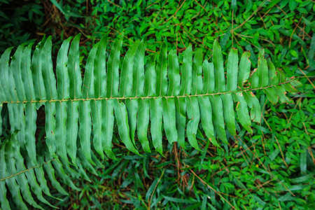 Green fern leaf in the tropical forest. Natural background. Close up.の写真素材