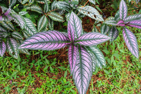 Leaves of Caladium bicolor on the nature background.の写真素材
