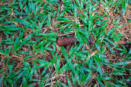 Pine cone on green grass in the forest. Nature background.