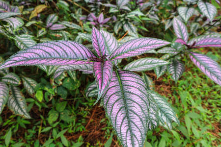 Caladium bicolor leaves, ornamental plant in the gardenの写真素材