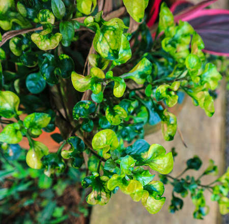 Green leaves of a houseplant. Close-up. Selective focus.の写真素材