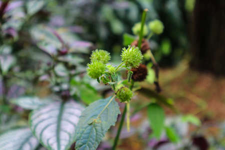 A closeup shot of a small green plant with unripe fruitsの写真素材