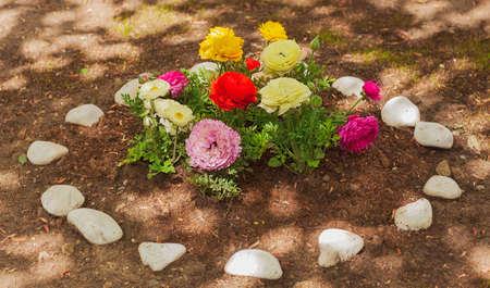 Ranunculus flowerbed, home garden. Spring, summer flowers.