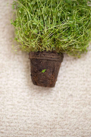 Gardening at home. Plants in pots, soil, stems and roots. Conceptual photo, place for text. selected...