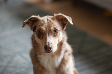 Australian Shepherd, close up portrait of a brown dog, selective focusの写真素材