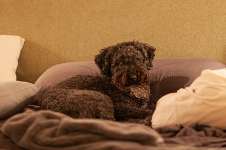 portrait of a black curly dog that lies on the bedの写真素材