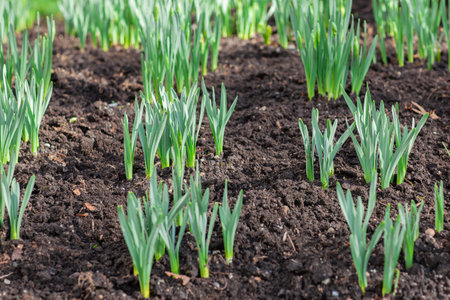 Fresh green sprouts in spring on the field, soft focus. Growing young green seedling sprouts in cultivated agricultural farm field.の写真素材