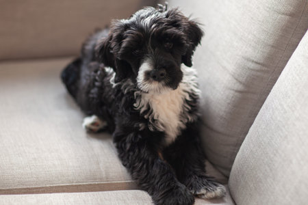 Black spanish water dog puppy resting on grey sofa. Baby animals