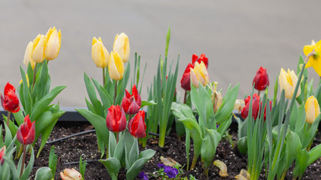 spring flower bed with blooming red and yellow tulipsの写真素材