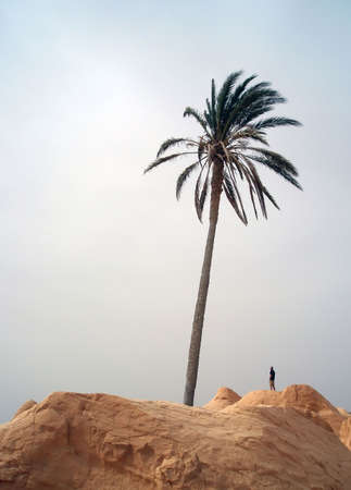 Palm and male in Sahara   の写真素材