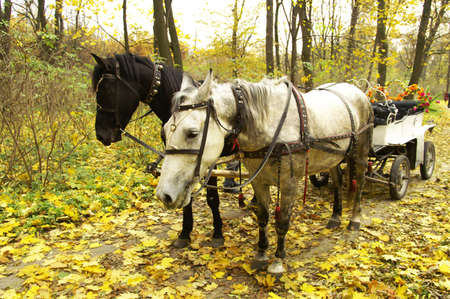 Horse-drawn vehicleの写真素材