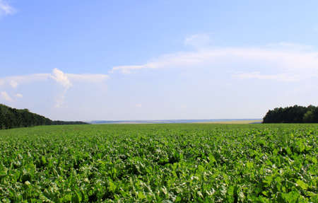 Sugar beet fieldの写真素材