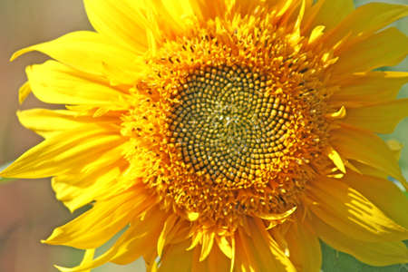 Sunflower on field in summerの写真素材