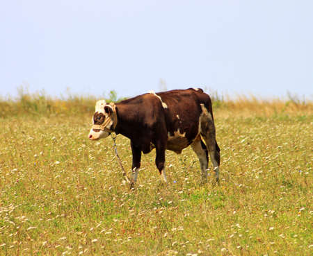 Bullの写真素材